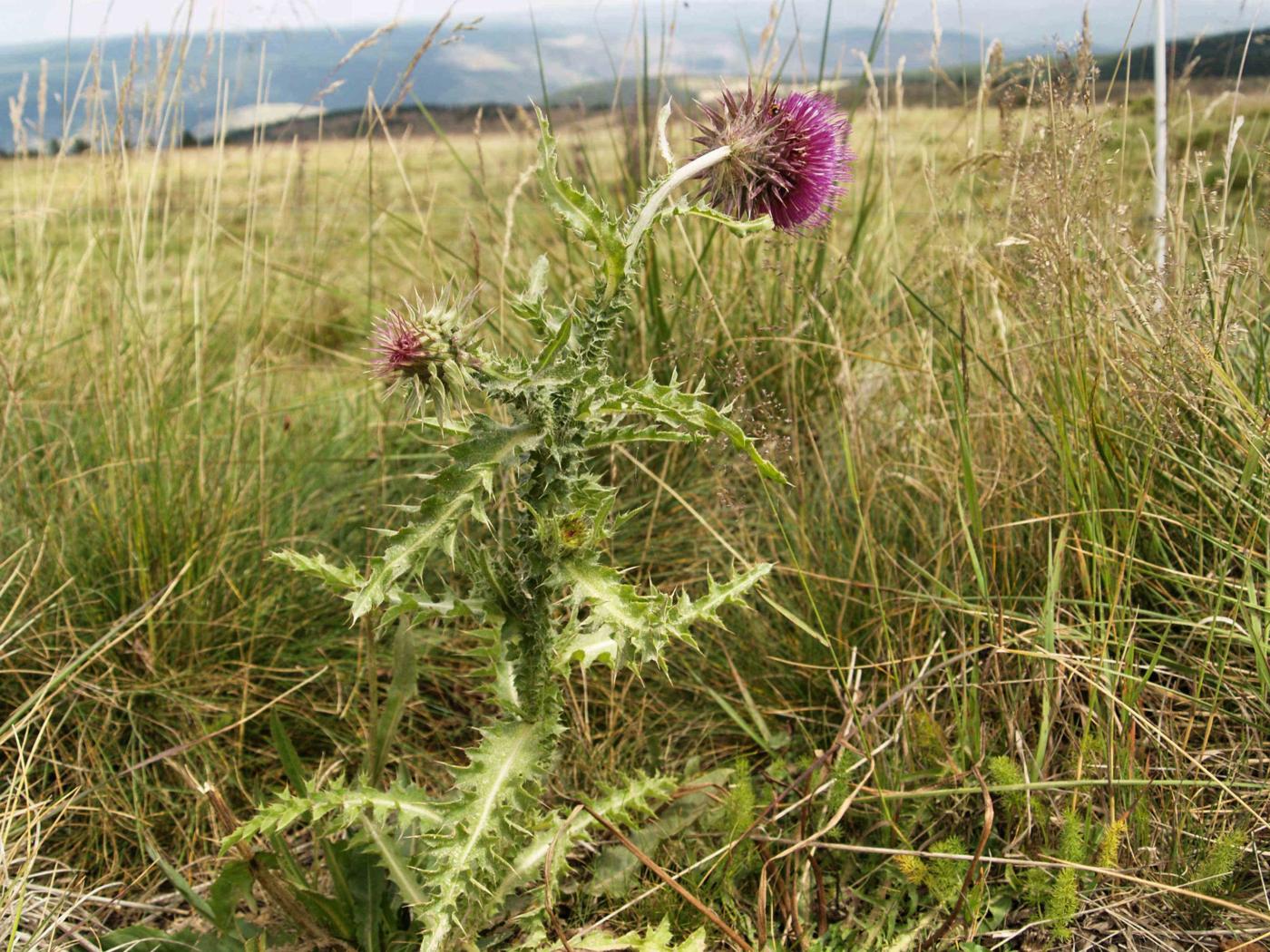 Thistle, Musk plant